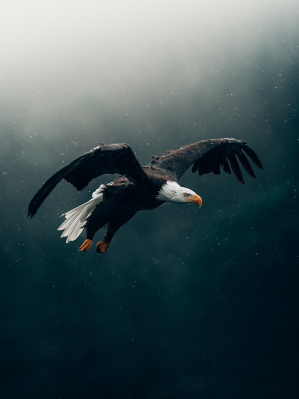 Soaring Eagle