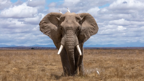 Playful Elephant